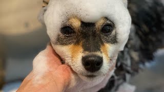 【豆柴】シャンプーをしてもらったよ　shampoo dog