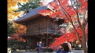 20241207平林寺の紅葉2024【ＨＤ・原画４Ｋ】