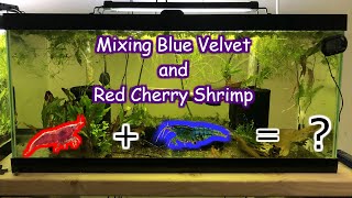 Mixing Blue Velvet and Red Cherry Shrimp