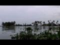 water hyacinth covering the vembanad lake kerala