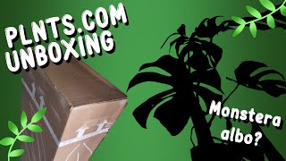 PLNTS.COM UNBOXING ||| Monstera Albo ?!