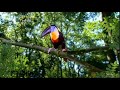 in the night garden toucan song 2007 but it has a bedtime hour 2004 2010 dog