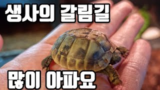 아기 육지거북이 생사의 갈림길에 있습니다. 마지막까지 최선을 다할게요