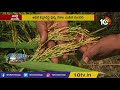 ఖరీఫ్ కు అనువైన లావుగింజ వరి రకాలు huge profits with fat seed paddy cultivation matti manishi