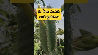 మా ప్రాంతంలో కాకుటస్ మొక్క యొక్క ప్రాముఖ్యత #cactus #agriculture #farming #gardening