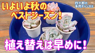 【多肉植物】🪴植え替えは早めに‼️ いよいよ秋のベストシーズン❗️