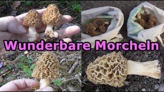 MORCHELN - wunderbare Pilze suchen und sammeln