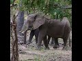 Elephants in the wild in Nyerere National Park Tanzania