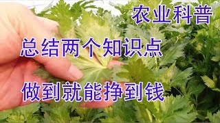 总结两个知识点，学会就能赚钱【付老师种植技术团队官方频道】