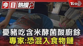 憂豬吃含米酵菌酸廚餘 專家:恐混入食物鏈｜TVBS新聞 @TVBSNEWS01