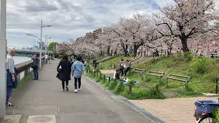 隅田公園　台東区　浅草側　築山　　✿　☆　桜　さくら　染井吉野　ソメイヨシノ　☆　東京スカイツリー　♪　2023年　3月24日(金)　対岸は、墨堤さくらまつり