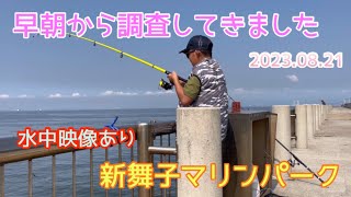 【新舞子マリンパーク】早朝から調査してきました😊水中映像あり👍