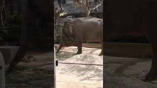 餅喰●①インドゾウ・印度象・リュウカちゃん・沖縄こどもの国・・・Indian_Elephant ・Okinawa Zoo \u0026 Museum(20230114)