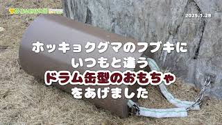 【東山動植物園公式】いつもと違うドラム缶型おもちゃをあげました《 ホッキョクグマ　クマ 》