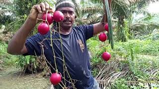 என்ன பழம் என்று தெரியவில்லை உங்களுக்கு தெரிந்தால் சொல்லுங்க