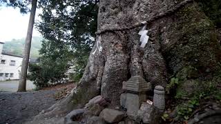 巨樹名木探訪「丹生川上神社下社のスギ」木の情報発信基地　P2280582