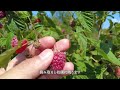 ラズベリーを収穫する日【セルビア暮らし】 raspberry picking in arilje