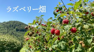 ラズベリーを収穫する日【セルビア暮らし】 / Raspberry picking in Arilje