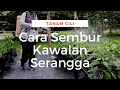 Cara Mujarab Sembur Kawalan Serangga Pada Pokok Cili