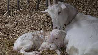 Voorjaar op de Geitenboerderij en nieuw leven!