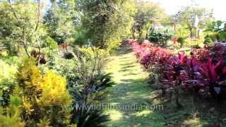 Lush garden in Longmai Noney village, Tamenglong