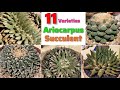 🔴11 ARIOCARPUS Succulent Varieties｜Best ARIOCARPUS Plant Varieties with Identification From A to Z