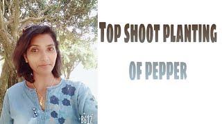 Top shoot planting of pepper..