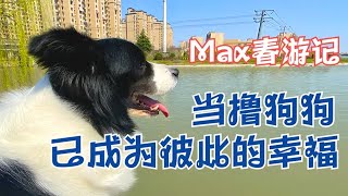 撸狗撸个不让停，与边牧春游记，贴心聪明可爱又搞笑，宠物狗Max幸福的时刻。