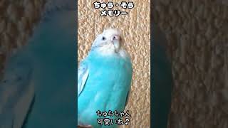 ただただ眠たいだけのセキセイインコが可愛すぎる🐥No009 #shorts #セキセイインコ