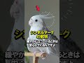 【厳選】本当は飼い主への愛情が深い鳥3選 ペット shorts 雑学 鳥