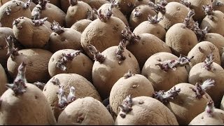 Allotment Diary : Chitting Seed Potatoes : How to pre sprout your spuds before planting