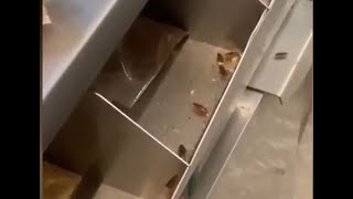 Infestation Of Cockroaches At McDonalds