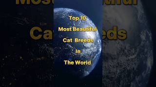 Top 10 Most Beautiful Cat Breeds In The World #shorts #trending #viral #ytshorts #cat #top10