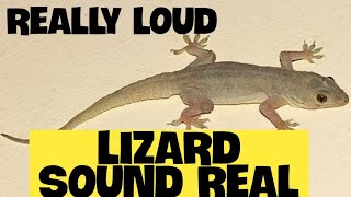 Lizard side of Tik tok | lizard Sound |  Gecko Chirping