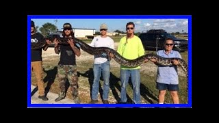 Python hunter kills monster 17-foot snake in florida everglades, sets new record