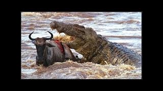 ライオンVS野生の水牛の生存のための闘争は、ワニ対ライオンVSシマウマ鹿