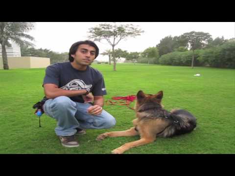 How to teach ANY dog to Come when called! How to teach ANY dog to Come when called!