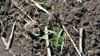 Экспериментальное поле с посевами сорго. Технология No-Till. КФХ "Потапов".