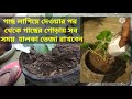 how to grow strawberries in pot বাড়ির ছাদে খুব সহজভাবেই স্ট্রবেরি ফলানো যায় 🍓😋😋