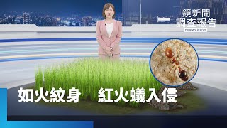 被牠一咬如火紋身　入侵紅火蟻在台肆虐｜鏡新聞調查報告 #鏡新聞