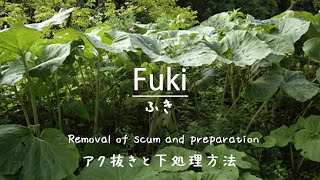 We will teach you how to remove the acumen from Japanese butterbur, a spring wild plant in Japan.👩‍🍳