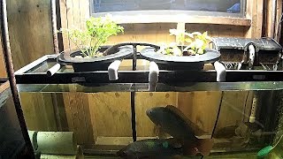 New tilapia breeding tank small aquaponics setup