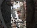 periya buththisaali 😹 catlike cat funnyshorts shortsviral kittycomedy catvideos catlover catshorts