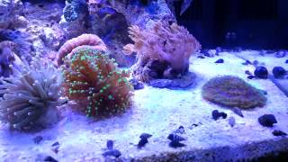 Biocube Tank Mods