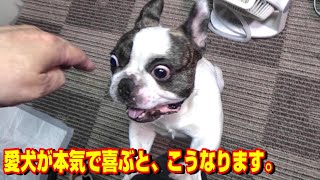 【新型コロナ】感染から復帰した飼い主が久々の出勤。帰宅したとき、愛犬のとった行動は？ フレンチブルドッグ『ぶーちゃん日記』