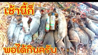 หมายธรรมชาติ ดักหนูพุกป่าอ้อยด้วยกับเหล็กโมดิฟายด์ หัวเชื้อคนล่าหนู