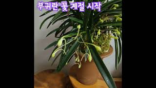 부귀란들이 꽃피는 계절이되었네요. 첫번째 주자가 꽃향기 전달 시작, 즐감하시고 행복 최고로~~.#양지은#아벨루스 #반려식물 #미니식물#중년 향수