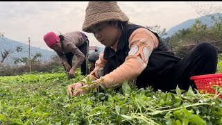 The farm girl gardened naturally grown vegetables to sell at the market and raised chickens ep59