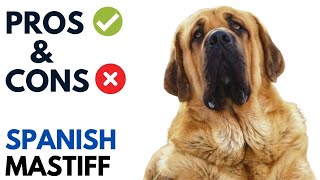 Spanish Mastiff Pros and Cons |  Mastín Español Advantages and Disadvantages