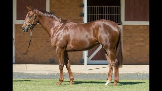 Lot 1701 Winning Rupert x Bring Me Love Filly from Gainsborough Lodge